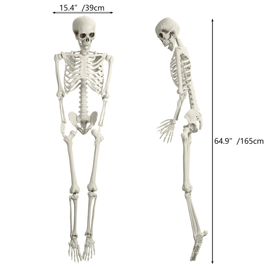 5.4FT Poseable Life Size Plastic Skeleton C58841