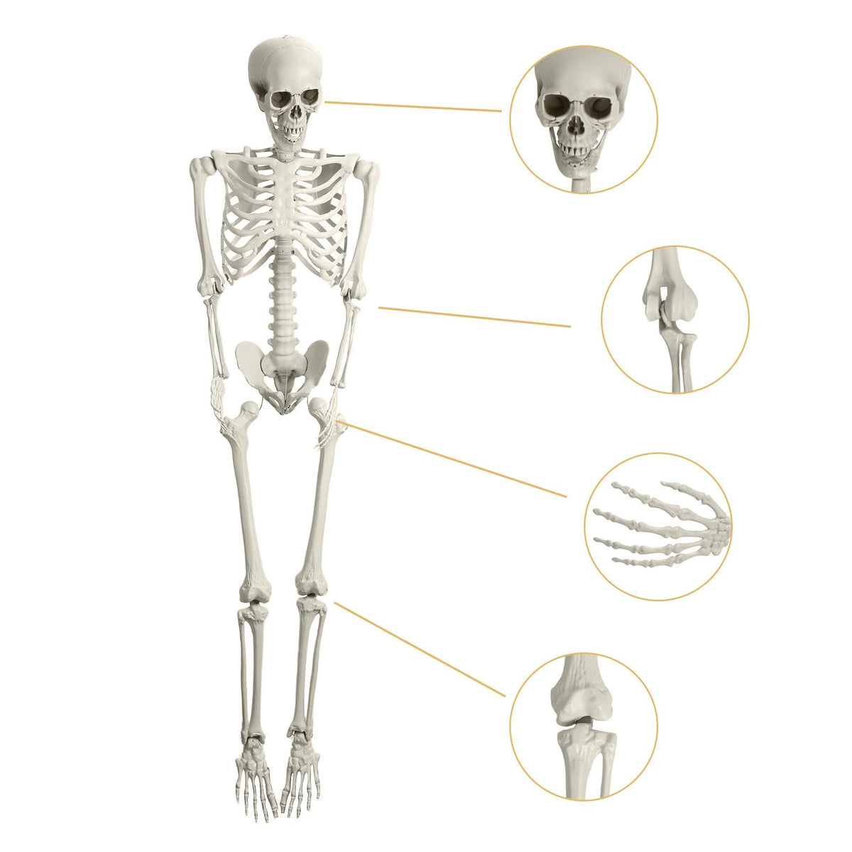 5.4FT Poseable Life Size Plastic Skeleton C58841