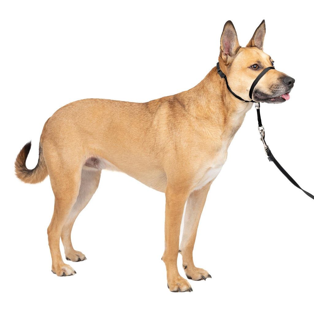 Black Medium No Pull Dog Headcollar M126