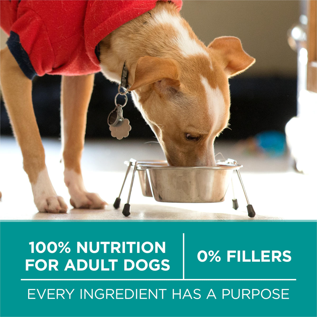 Chicken Dry Dog Food 31.1 lb Bag I9356